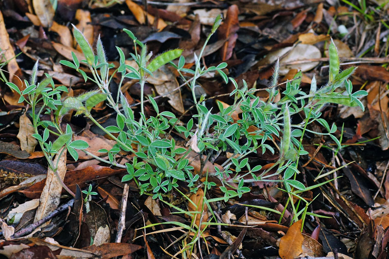 Argyrolobium zanonii / Citiso argenteo